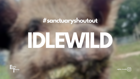 #sanctuaryshoutout: Idlewild